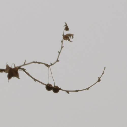 placeholder image sq